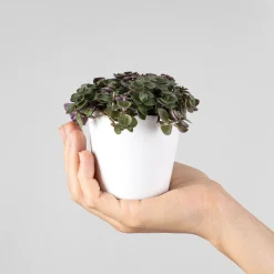 Callisia repens 'Turtle Bambino'