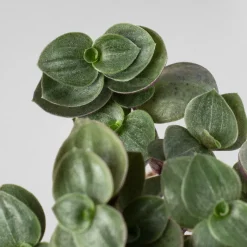 Callisia repens 'Turtle Bambino'