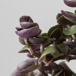 Callisia repens 'Turtle Bambino'