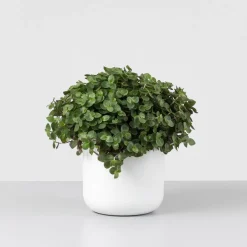 Callisia repens 'Turtle Eden Elegance'