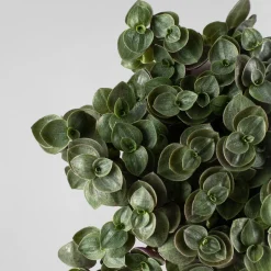 Callisia repens 'Turtle Eden Elegance'