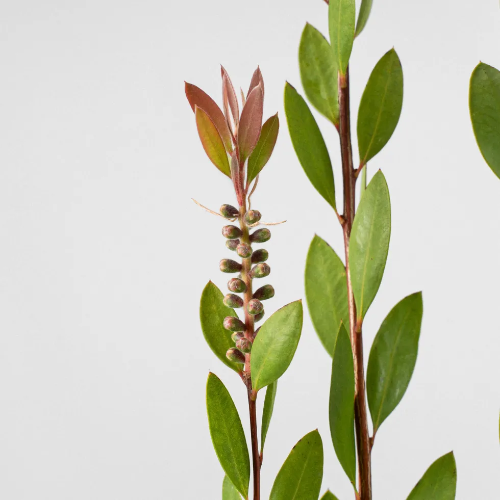 Callistemon laevis