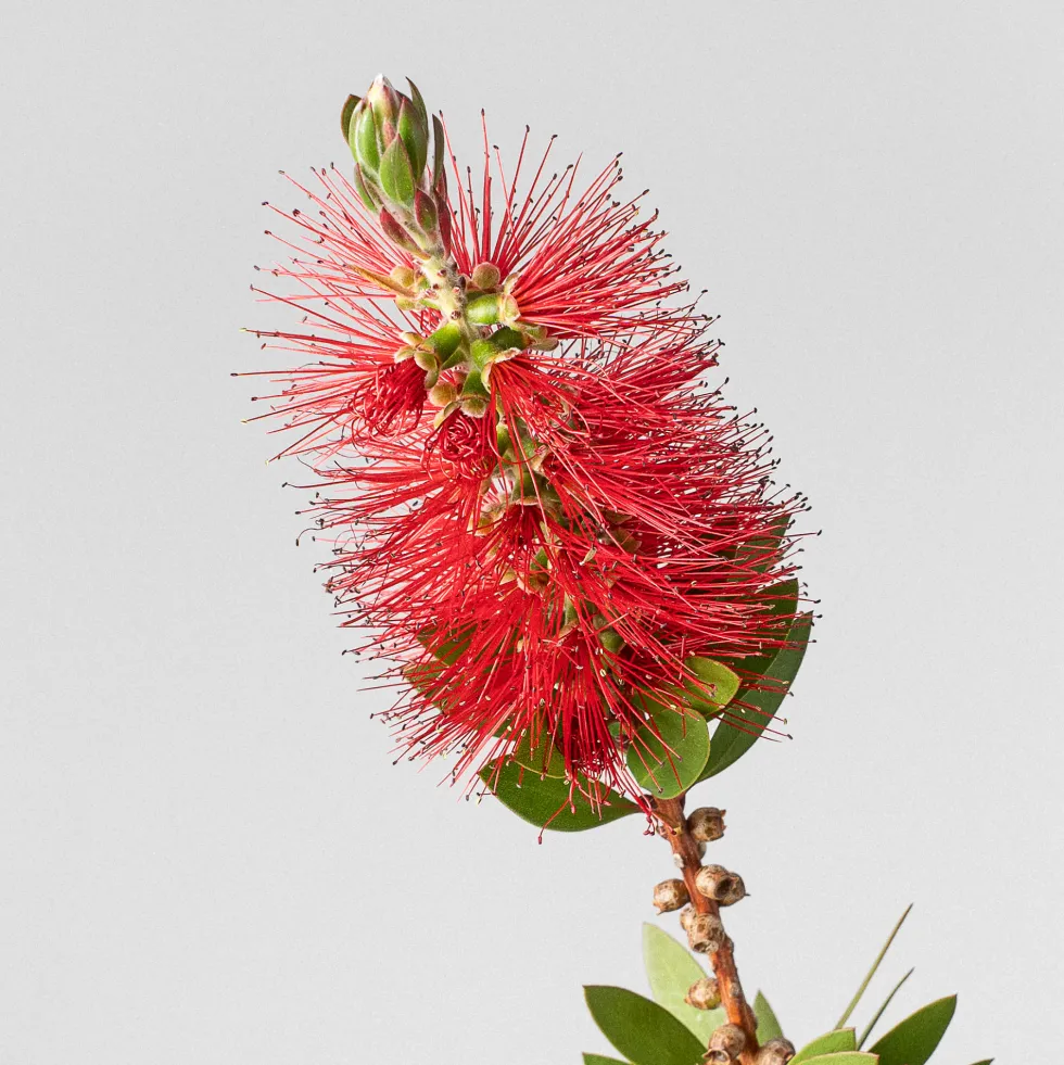 Callistemon laevis