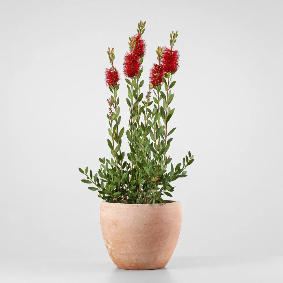 Callistemon laevis