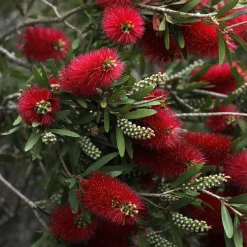 Callistemon laevis