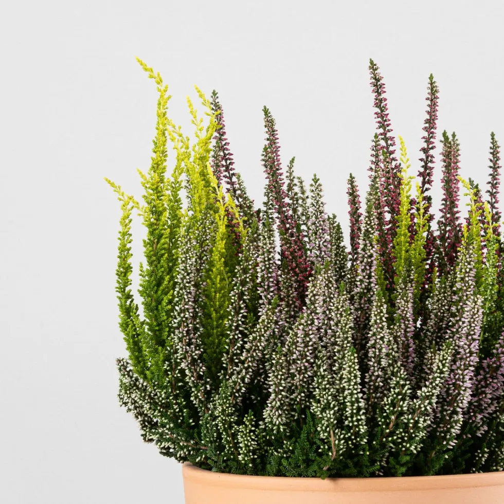 Calluna 'Garden Girls Trio'