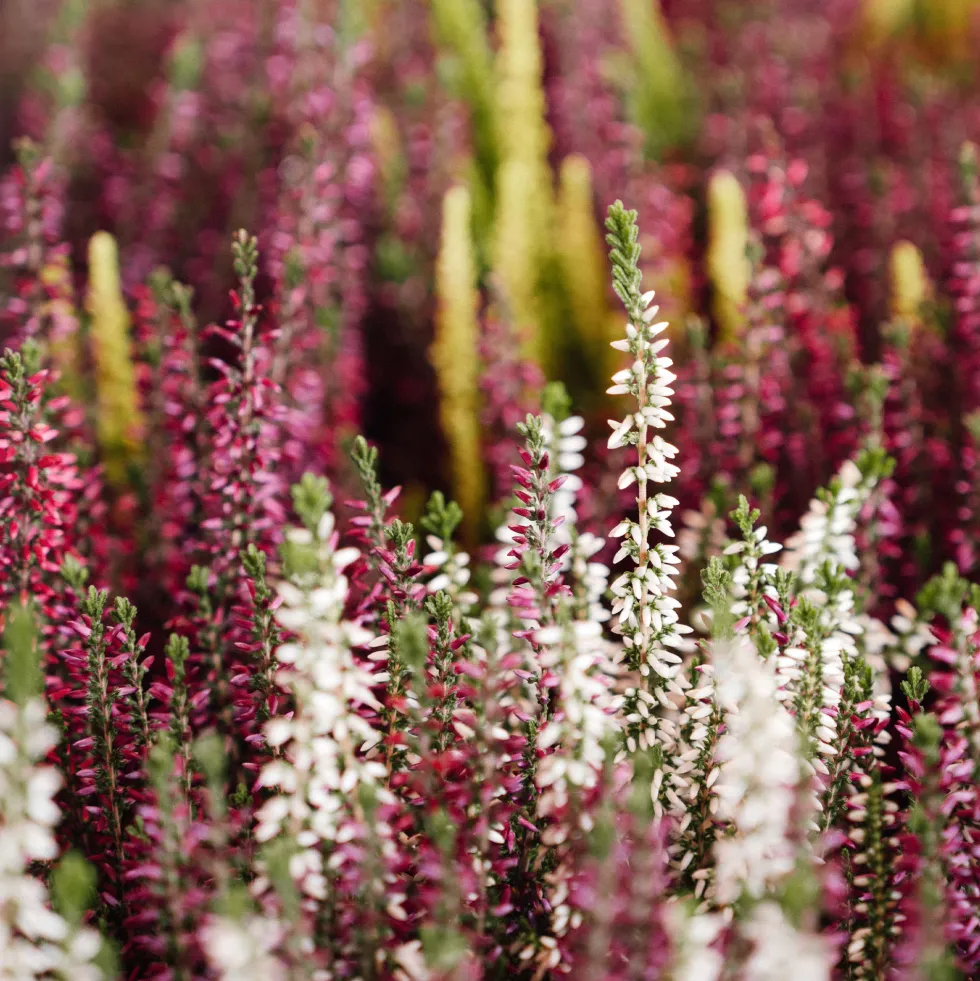 Calluna 'Garden Girls Trio'