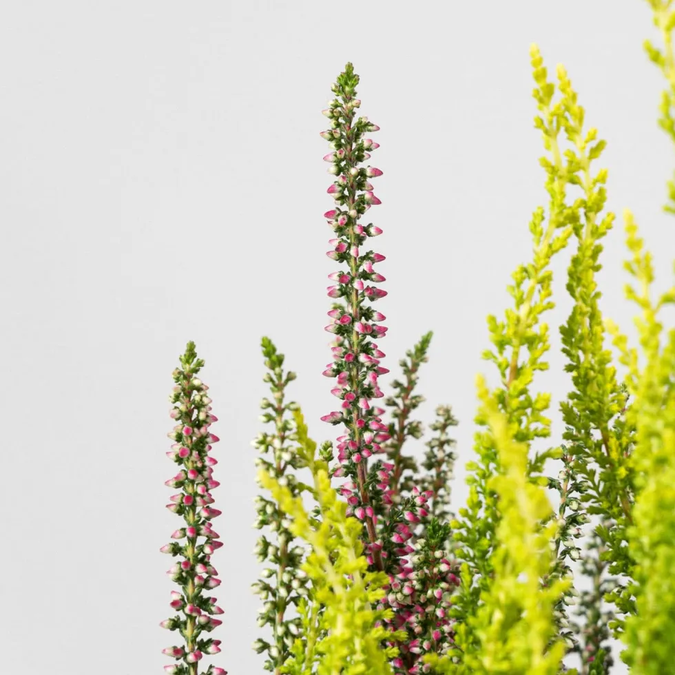 Calluna 'Garden Girls Trio'