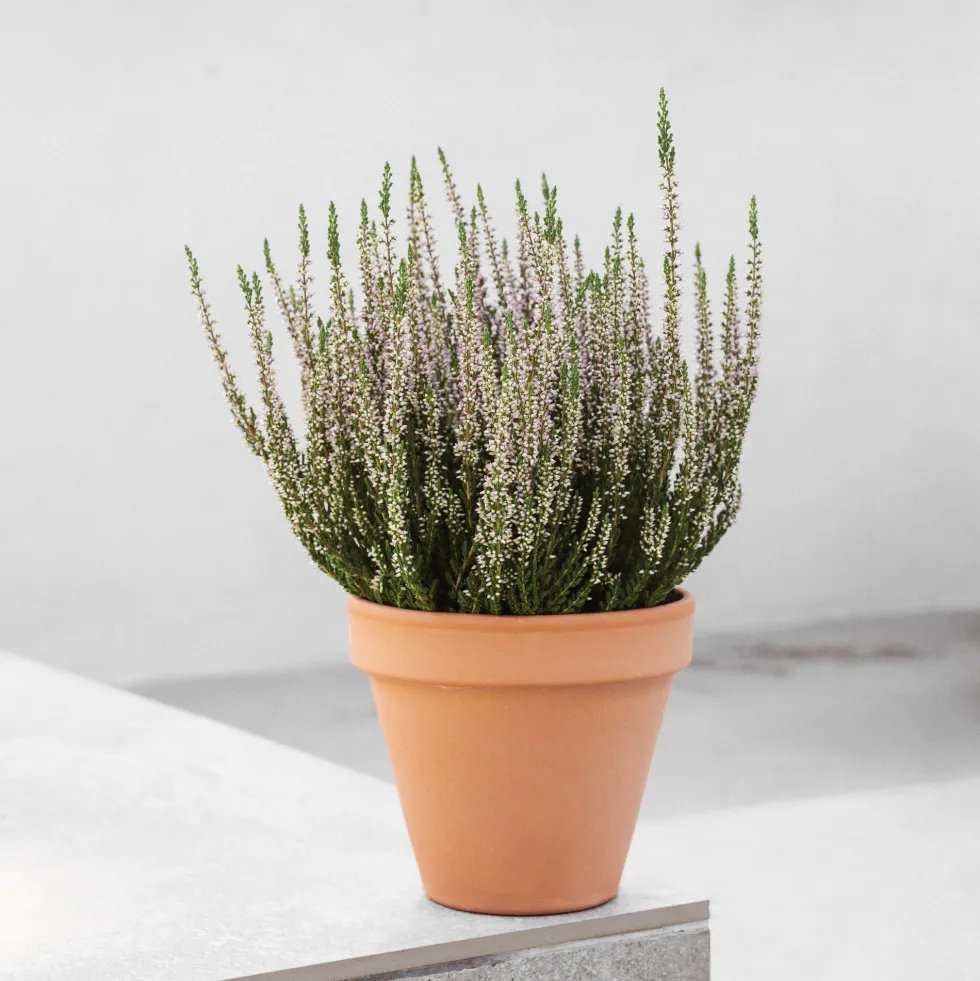 Calluna 'Michelle' (Brezo de otoño)