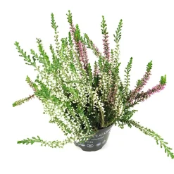 Calluna pack de 6 (Brezo de otoño)