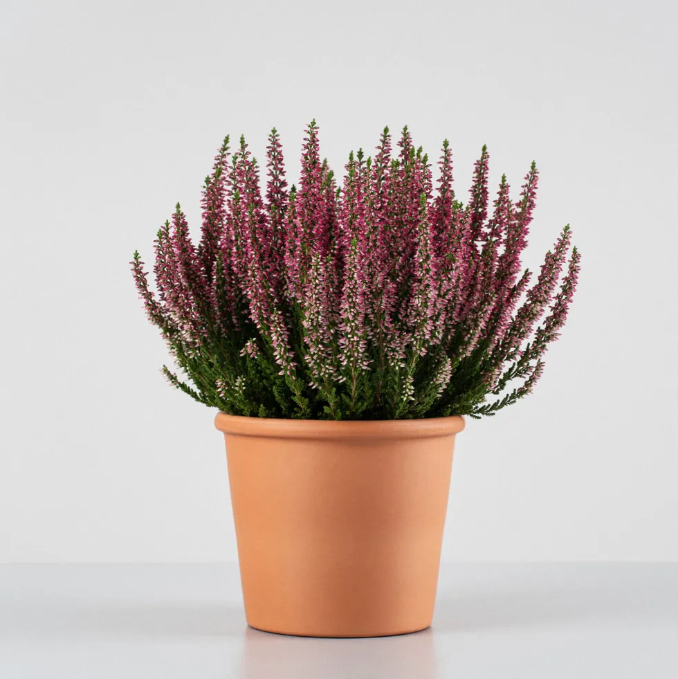 Calluna 'Siska' rosa fuerte (Brezo de otoño)