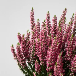 Calluna 'Siska' rosa fuerte (Brezo de otoño)