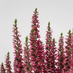 Calluna 'Siska' rosa fuerte (Brezo de otoño)