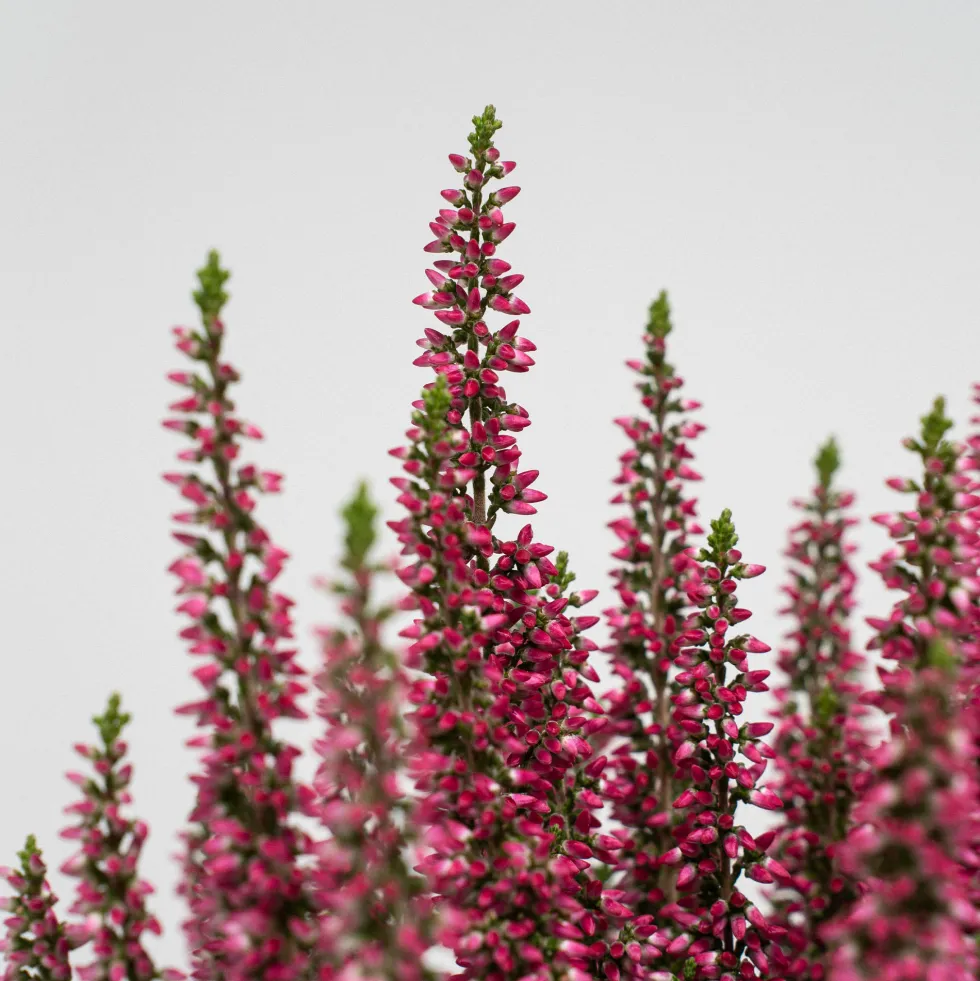 Calluna 'Siska' rosa fuerte (Brezo de otoño)