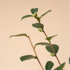 Camelia de Navidad (Sasanqua)