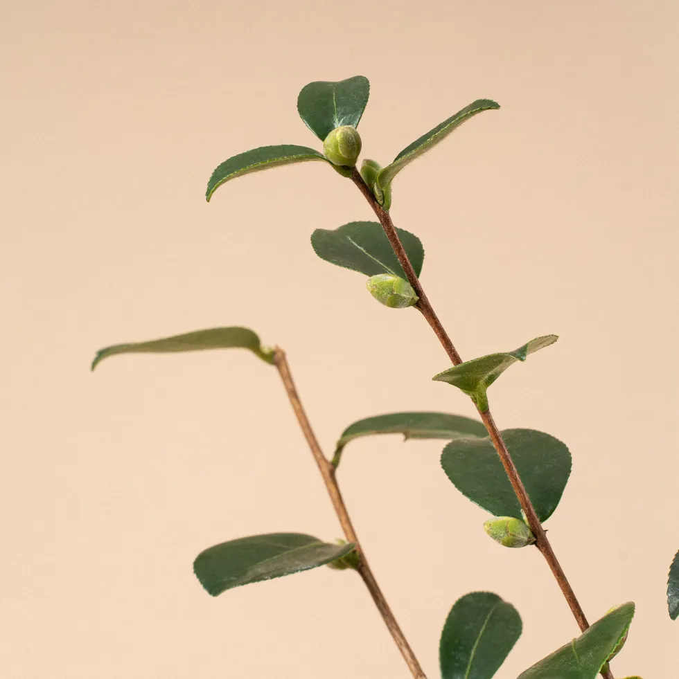 Camelia de Navidad (Sasanqua)