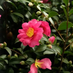Camelia de Navidad (Sasanqua)