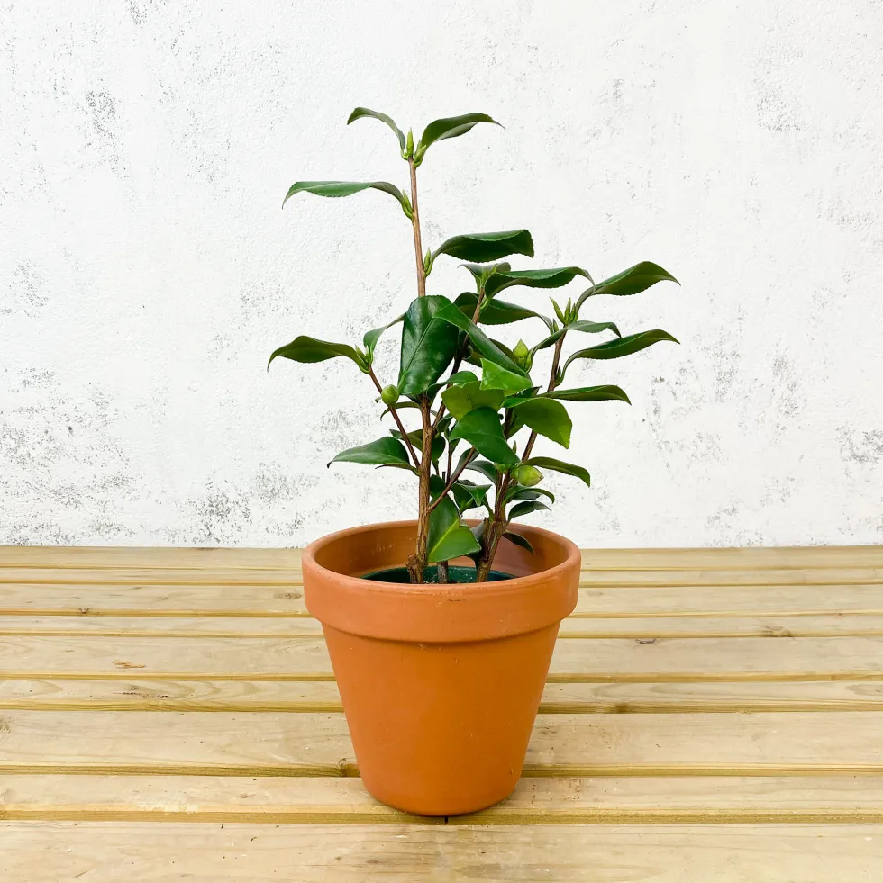 Camelia japónica