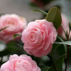 Camelia japónica