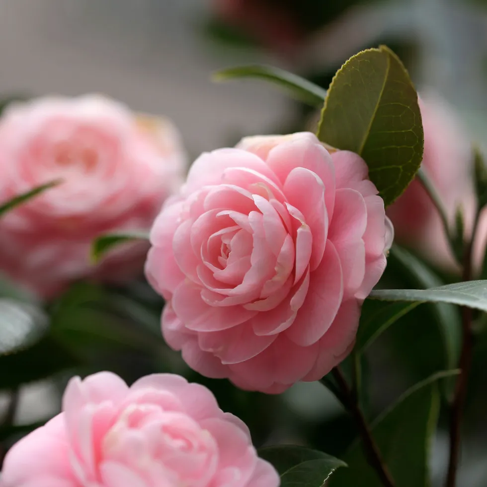 Camelia japónica
