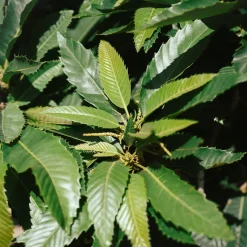 Castaño (Castanea Sativa)