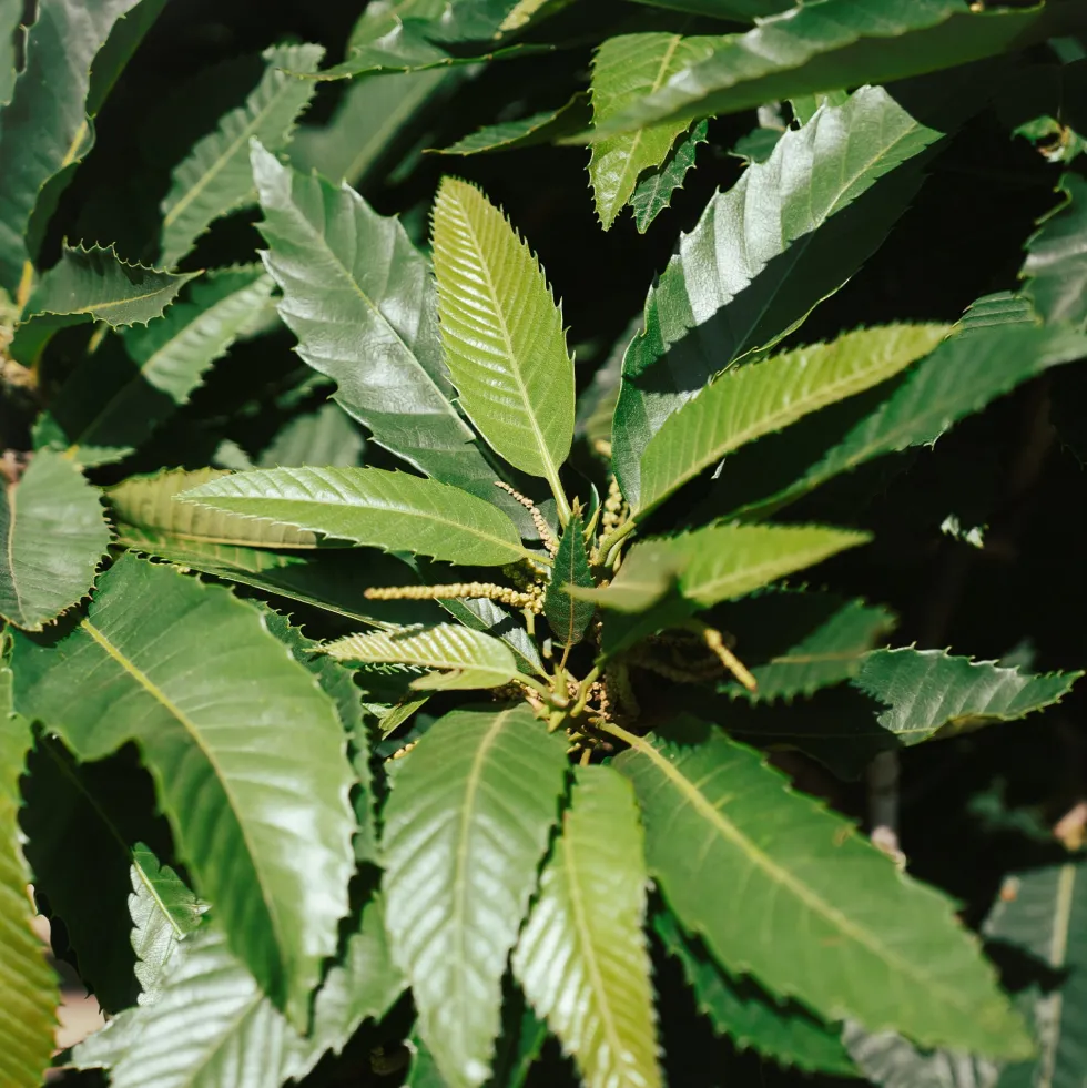 Castaño (Castanea Sativa)