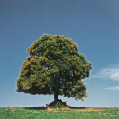 Castaño (Castanea Sativa)