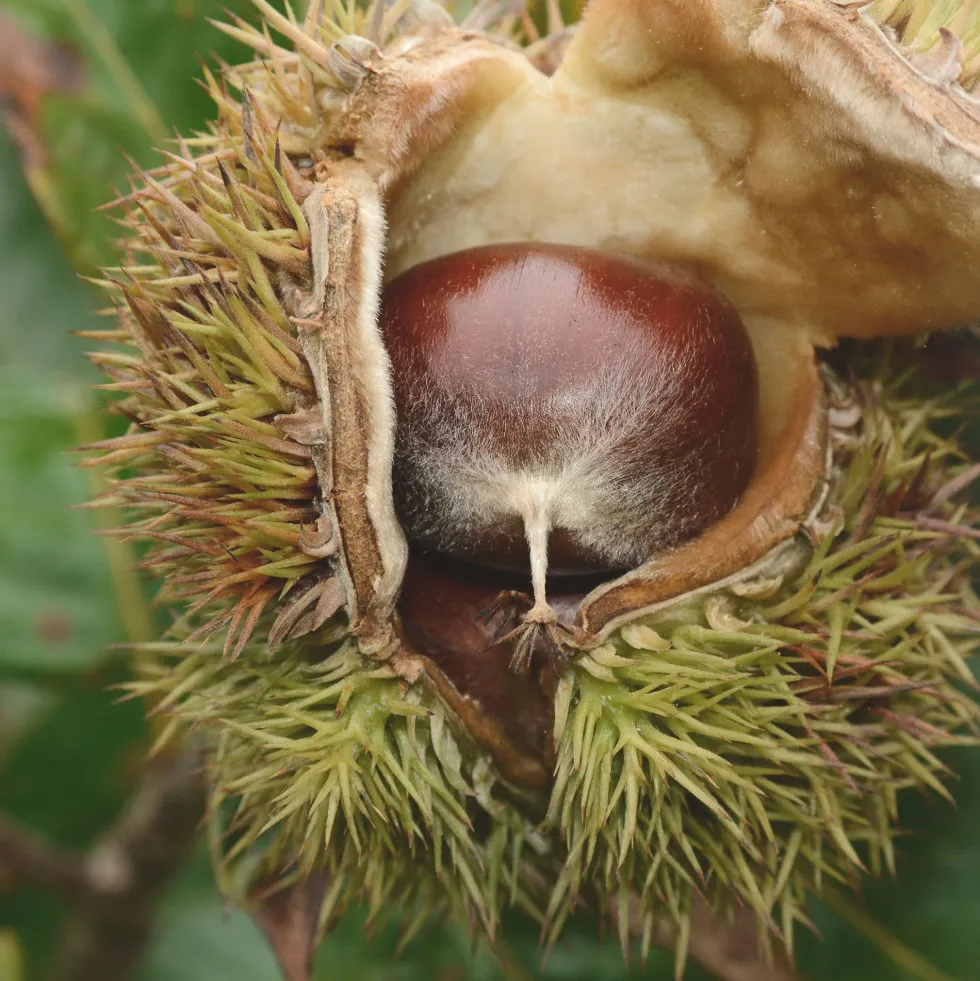 Castaño (Castanea Sativa)