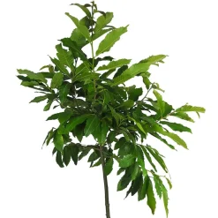 Castaño (Castanea Sativa)