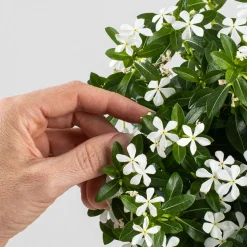 Catharanthus roseus Soirée™