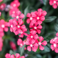 Catharanthus roseus Soirée™