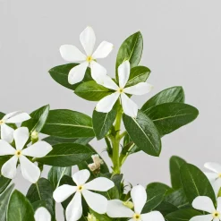 Catharanthus roseus Soirée™