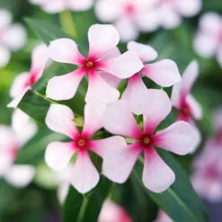 Catharanthus roseus Soirée™