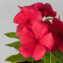 Catharanthus roseus (Vinca)