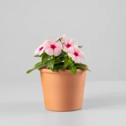 Catharanthus roseus (Vinca)