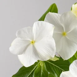 Catharanthus roseus (Vinca)