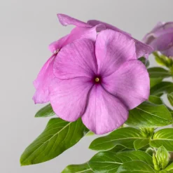 Catharanthus roseus (Vinca)