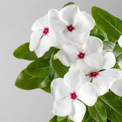 Catharanthus roseus (Vinca)