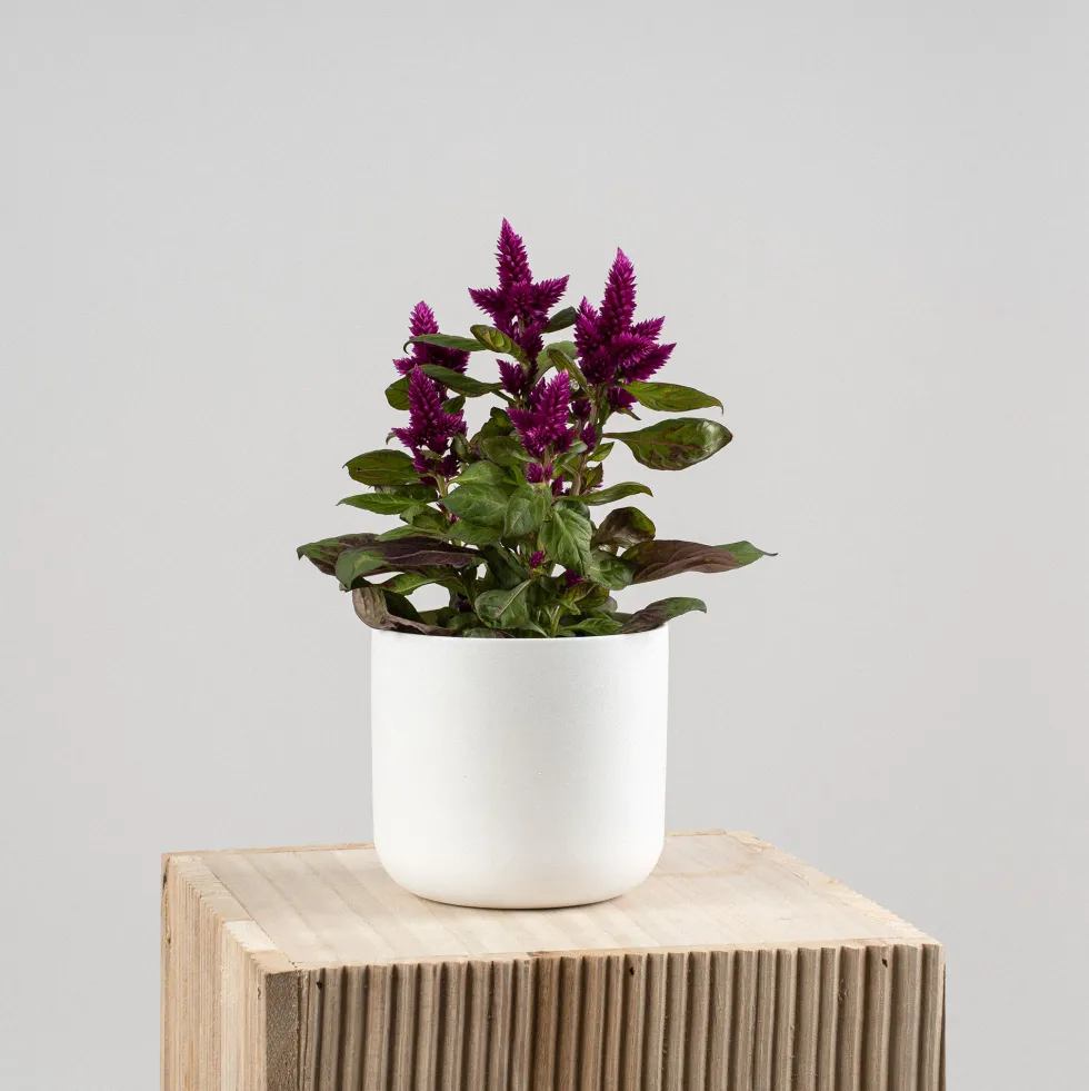 Celosía 'Deep Purple'