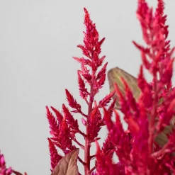 Celosia 'Dragon's Breath'