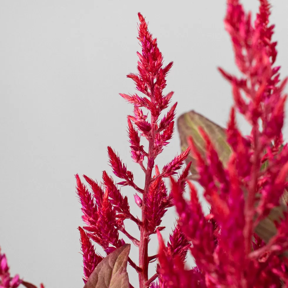 Celosia 'Dragon's Breath'
