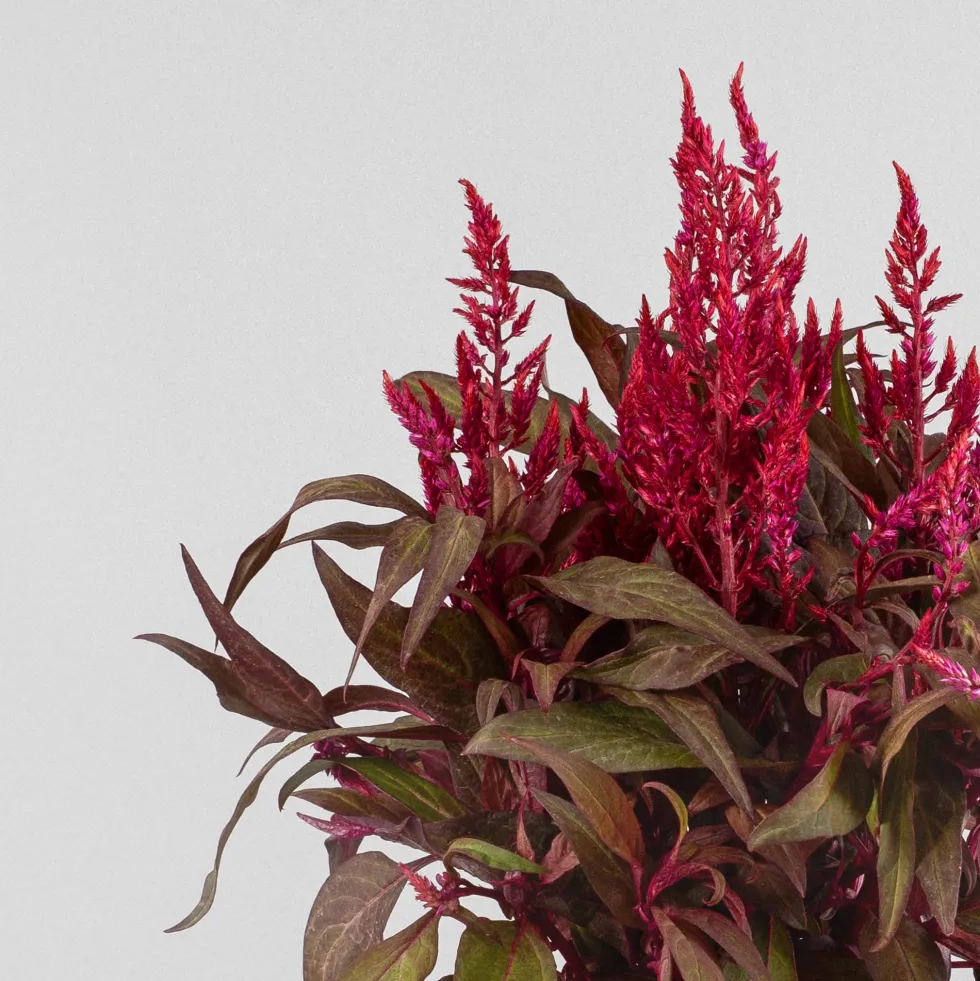 Celosia 'Dragon's Breath'