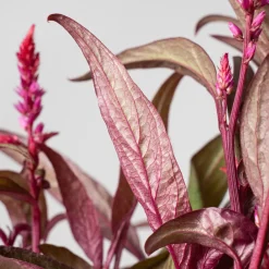 Celosia 'Dragon's Breath'