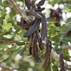 Ceratonia siliqua