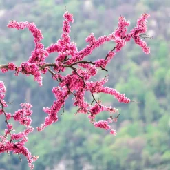 Cercis siliquastrum (Árbol del amor)