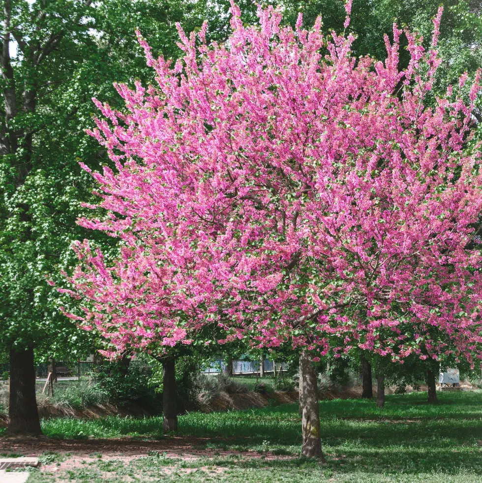 Cercis siliquastrum (Árbol del amor)