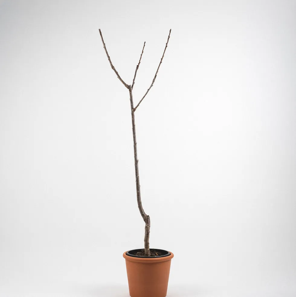 Cerezo 'Lapins' (Prunus avium)