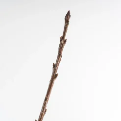 Cerezo 'Lapins' (Prunus avium)