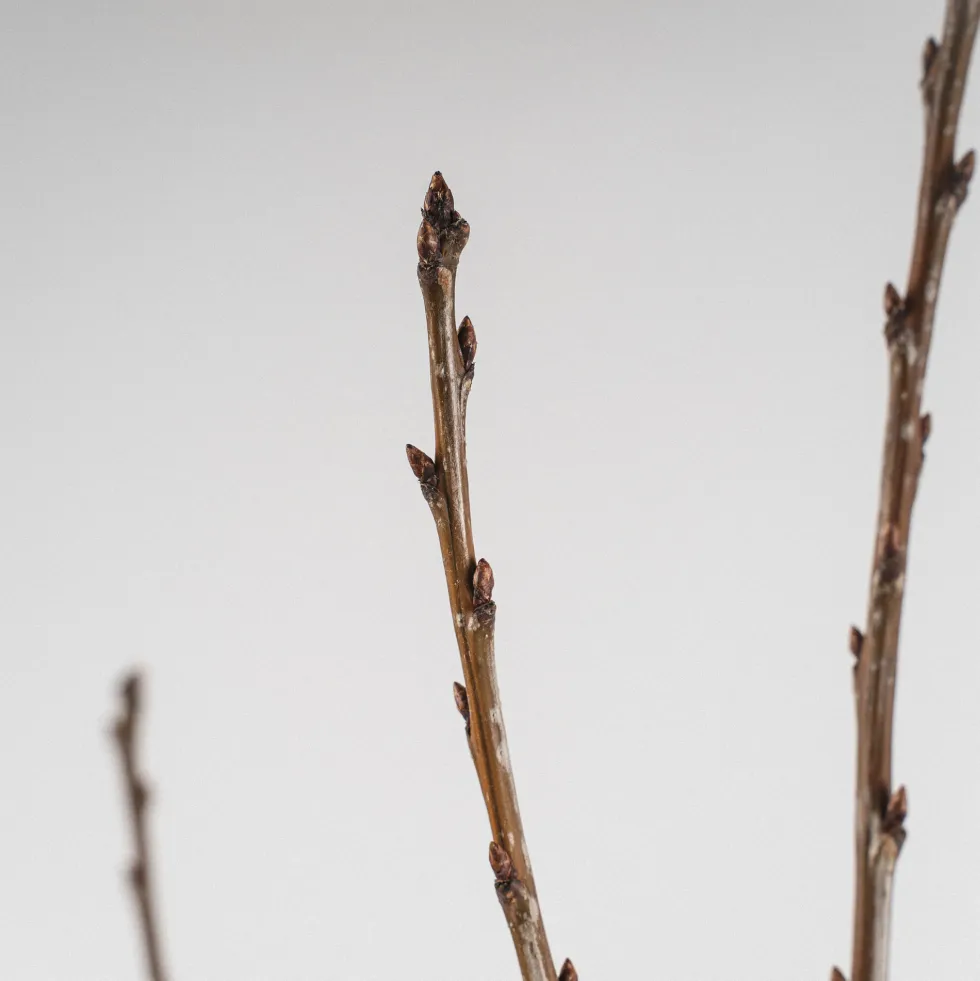 Cerezo 'Picota' (Prunus avium)