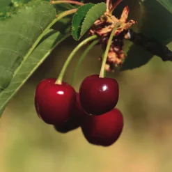 Cerezo 'Picota' (Prunus avium)